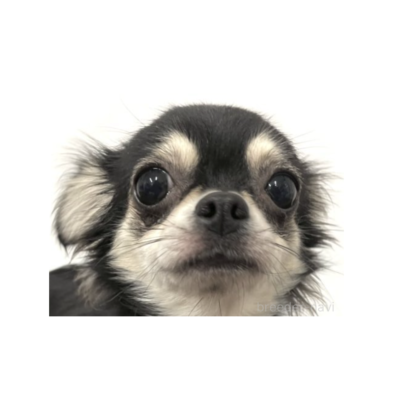 プラダちゃん1枚目